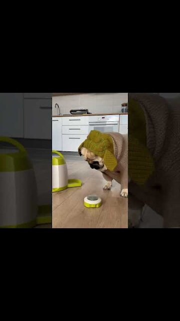 Beautiful and lovely dog😍🐶🥰️