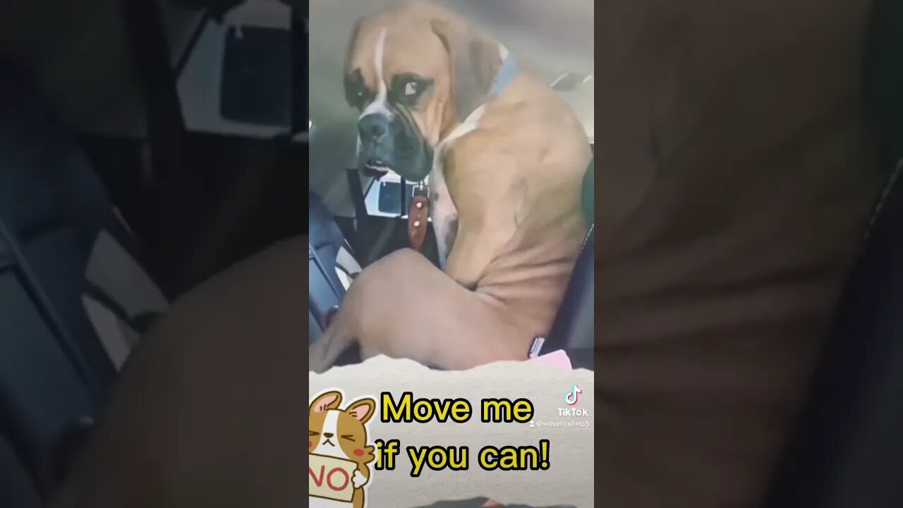 See what happens 🐾👀