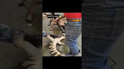 Curious poor dog got badly bitten by an alligator