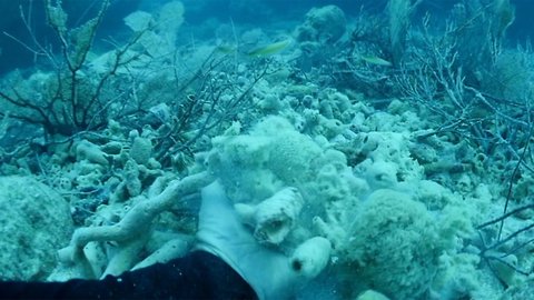 Saving a coral reef in the Florida Keys