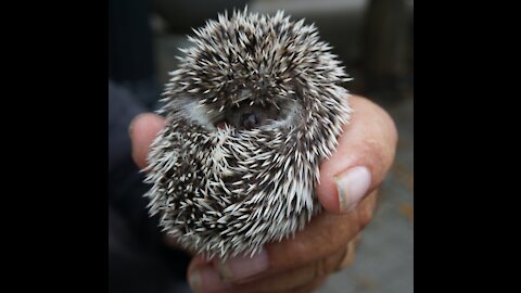Cute Little Hedgehog!