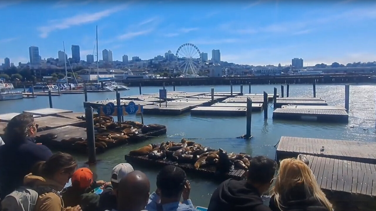 Sea Lions and Live Performance at Pier 39 in San Francisco, California