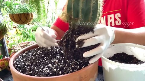 Succulents and Cactus Arrangement in Large Shallow Pot