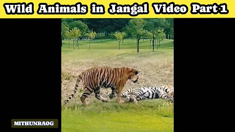 Wild Animals in Jangal Video Part