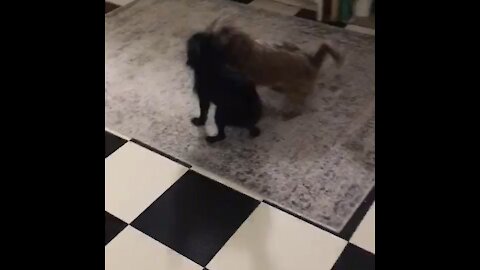 Scrappy and Koko showdown