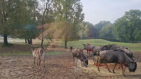 BEEKSEBERGEN: GNOES WILDEBEESTEN WILDEBEASTS ZEBRAS SAFARI TOUR