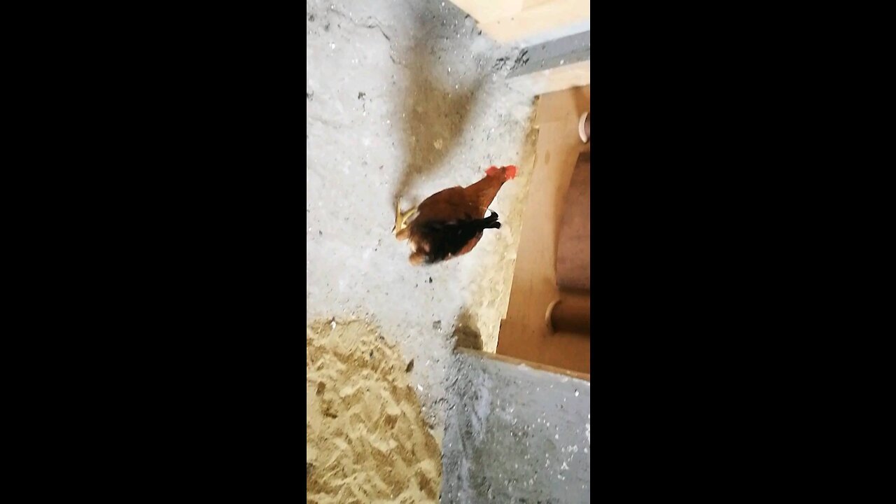 Chicken walk under the door 😂😍