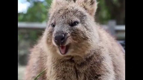 cute funny quokka- 62