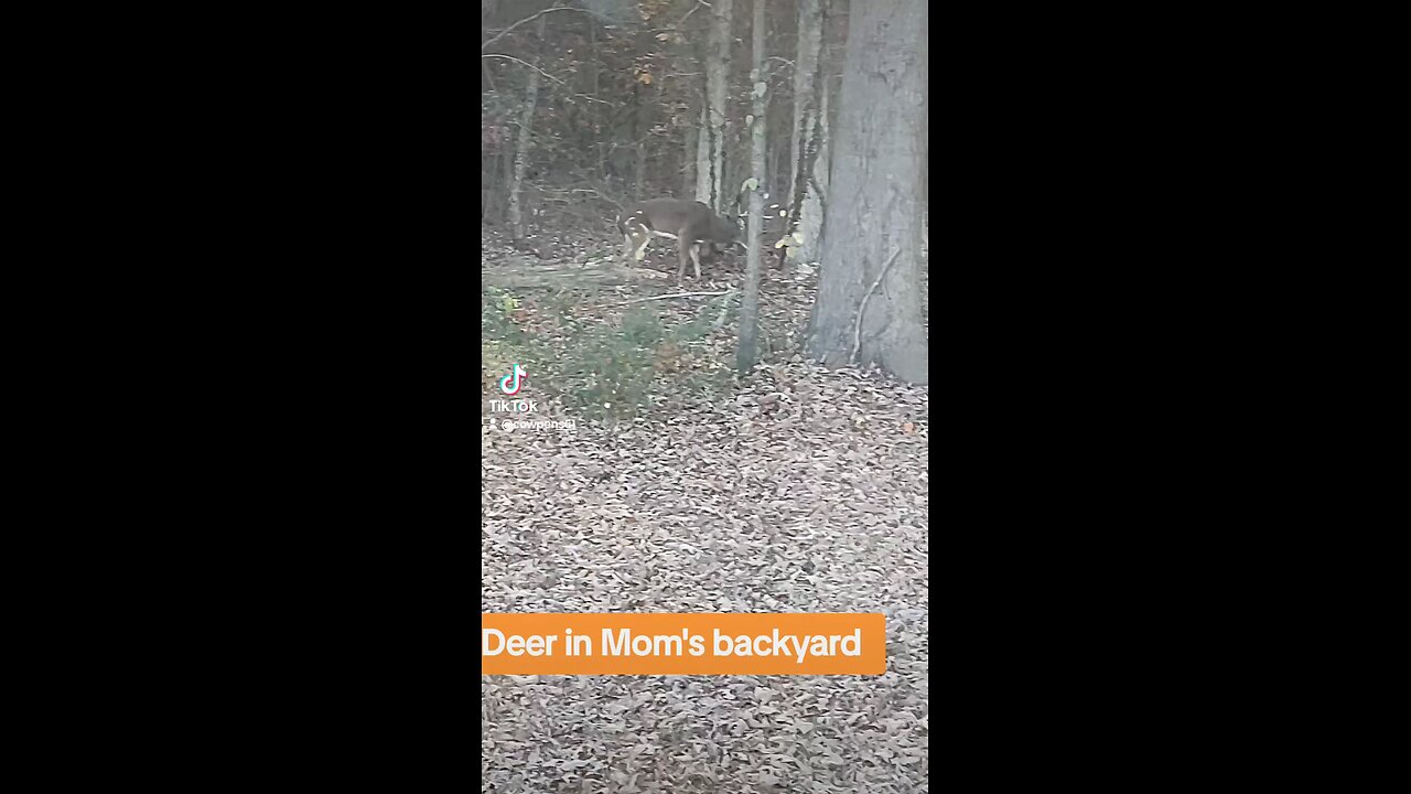 Deer in Backyard