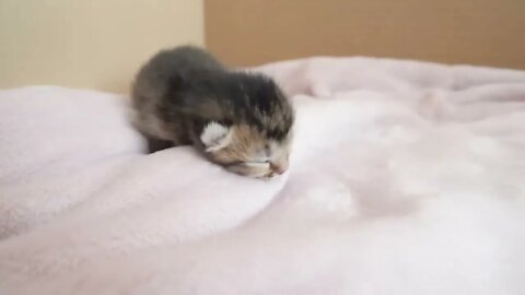 How kitten Kiki grows up: from 0-30 days
