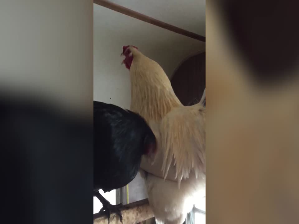 Chickens have a Cluck-Off