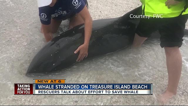 Police officers help rescue beached whale