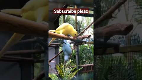 parrot video || funny video on parrot #short #firtsshort #shortfeed #youtubeshort