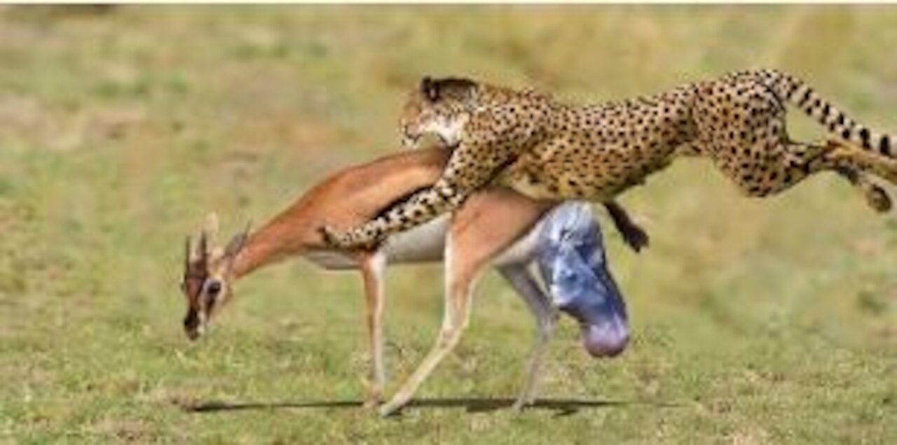 Cheetah attack and eating baby Impala Giving Birth | Animals Fight Powerful Cheetah vs Impala