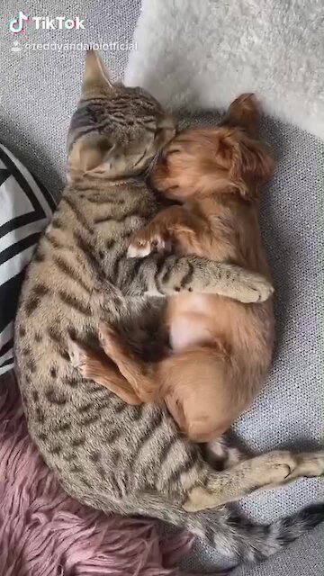 Cat Preciously Cuddles And Grooms Tiny Puppy