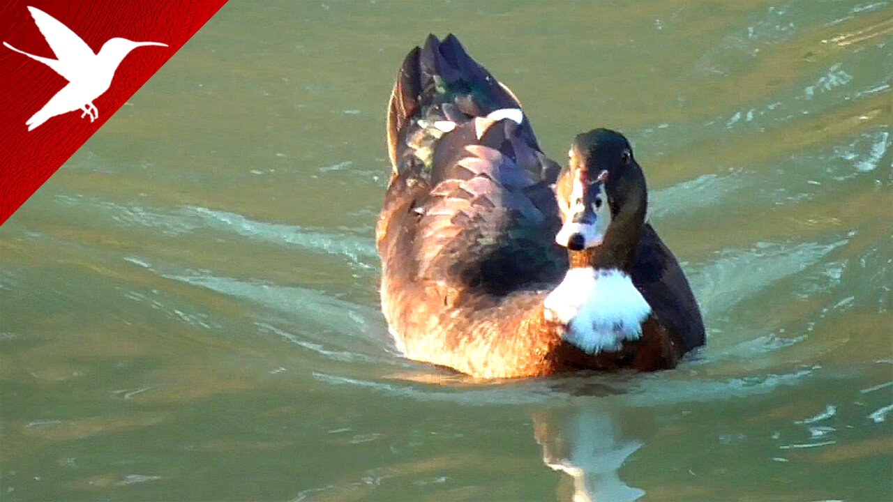 Ducks and Muscovy Ducks in the River