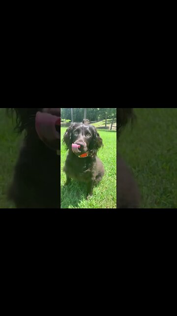 Puppy playing outside. Run for it!! #puppy #dog #shorts @RDReynoldsOutdoors