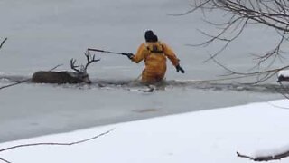 Hjort som fallit under isen i en sjö i Colorado räddas