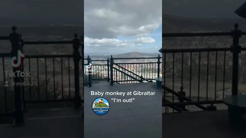 Baby Monkey at Gibraltar Jumps off Ledge to Tree #shorts