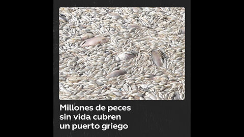 Decenas de toneladas de peces sin vida inundan un puerto turístico en Grecia