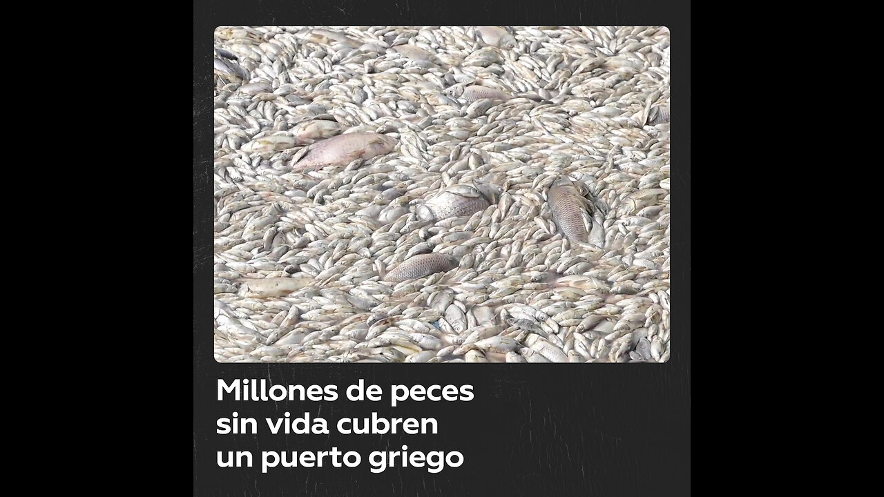 Decenas de toneladas de peces sin vida inundan un puerto turístico en Grecia