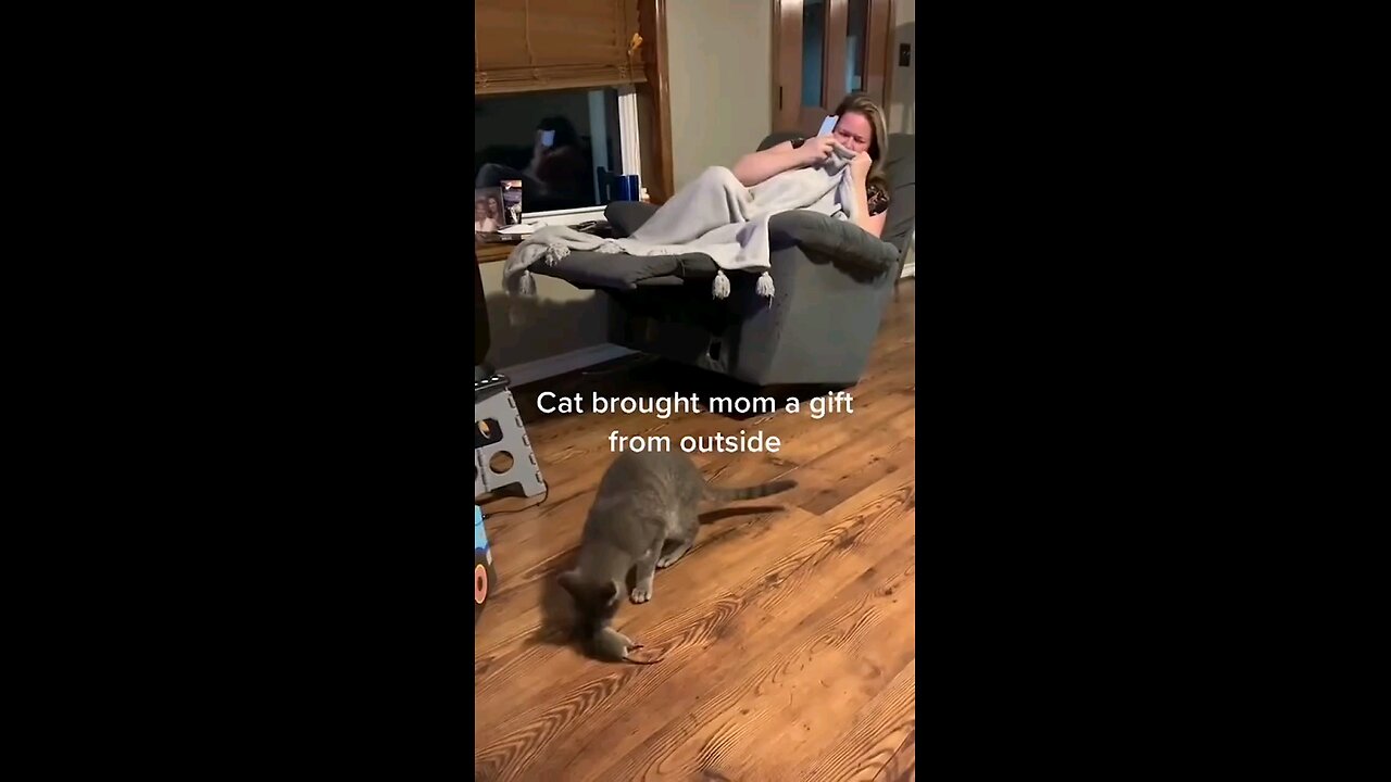 rat cat and owner disasters