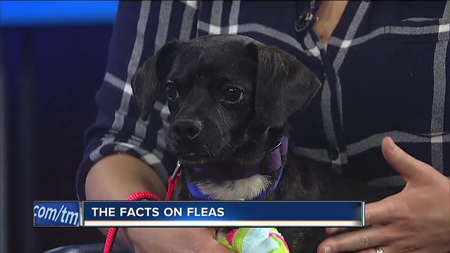 Ask the Expert: The facts on fleas