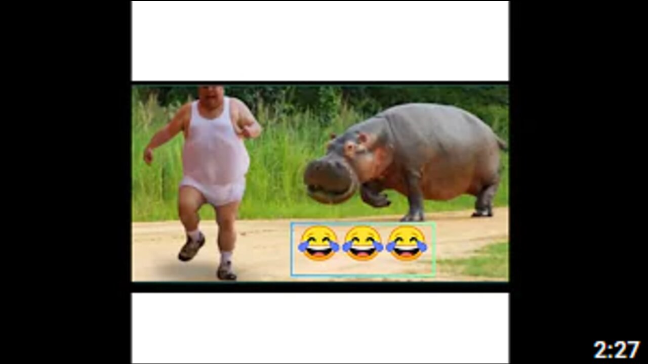 Animals Chasing People!😂 (So FUNNY😂)