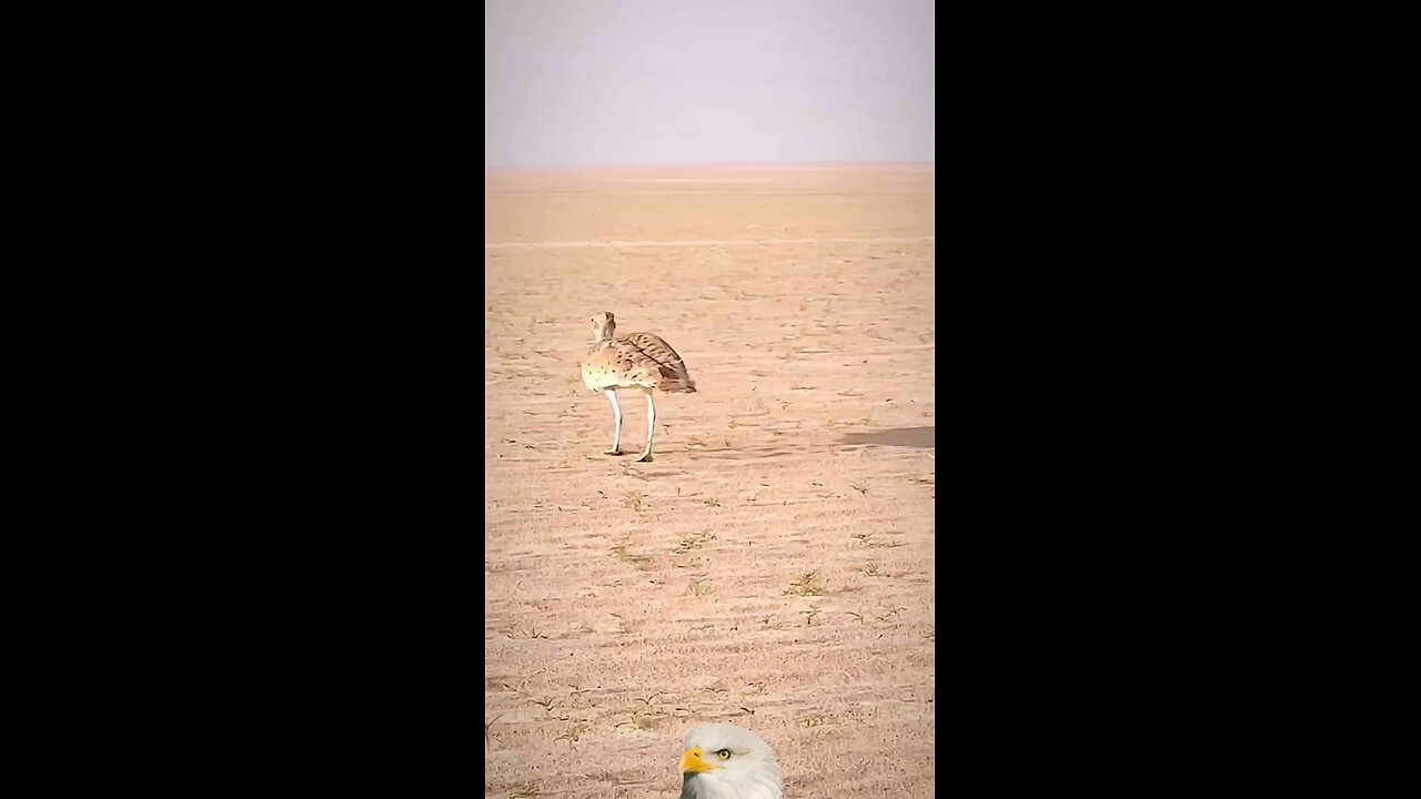 khubsurat seen