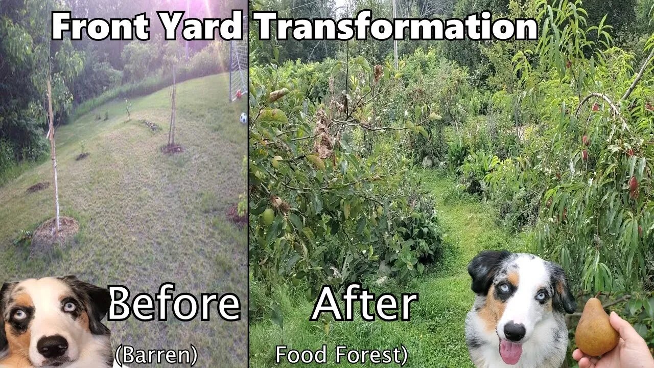 5 Years ago we built a food forest on our front lawn... Lets harvest pears!