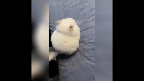 cute funny 🐱🐰🐹 video