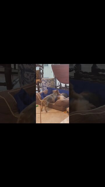 Brother & Sister Playtime