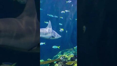 Shedd Aquarium , Chicago, Illinois