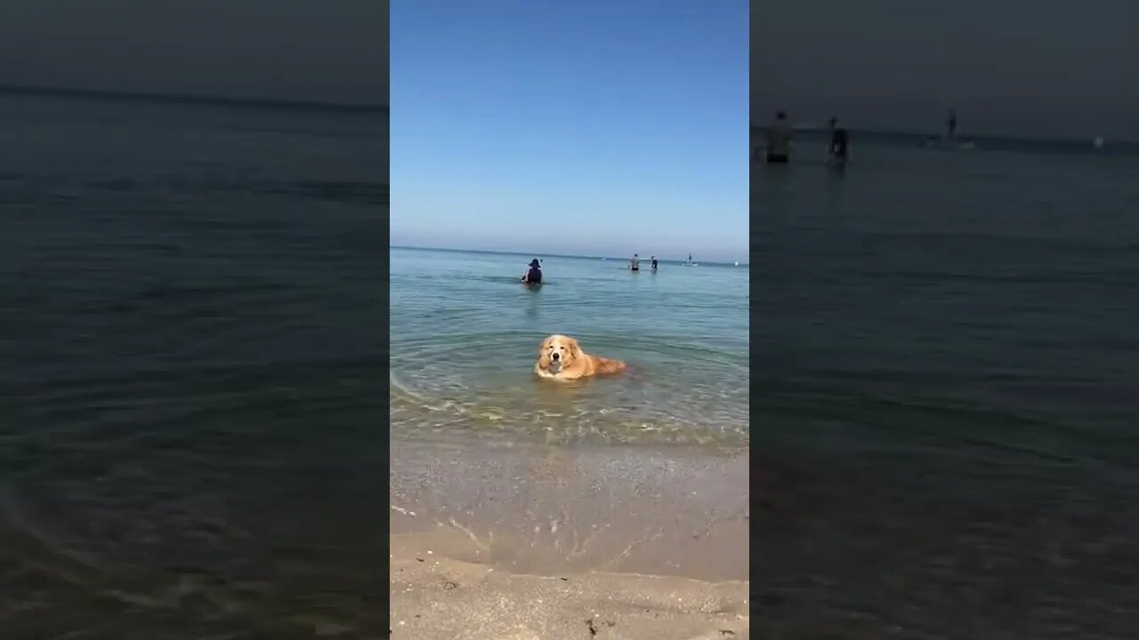 Flynn the dog taking a dip at the beach!