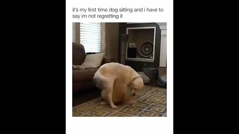 Making Dogsitting Fun