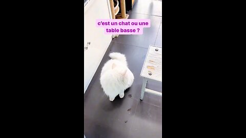 Mama Cat Takes Back Crying Kitten From Toddler