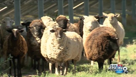 TEP hires 25 sheep to chomp away weeds and brush