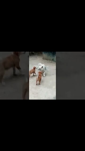 Amazing Pomeranian vs Pariah Dog Fight #shorts #puppy #dogs #viral #short #trending #ytshorts