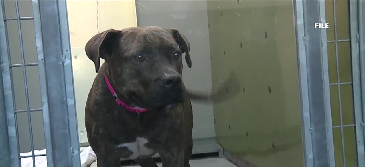 Animal Foundation in Las Vegas waiving certain pet adoption fees during 'tailgate'