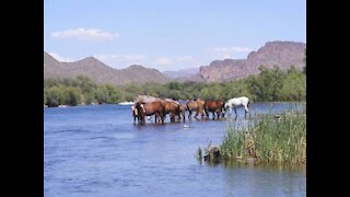 SHH! 6 secrets about Salt River Wild Horses - ABC15 Digital