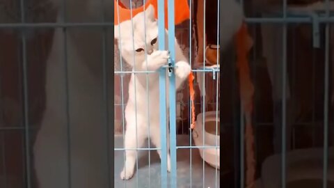 Cat breaking out of jail #shorts #tiktok #cute #funnyvideos