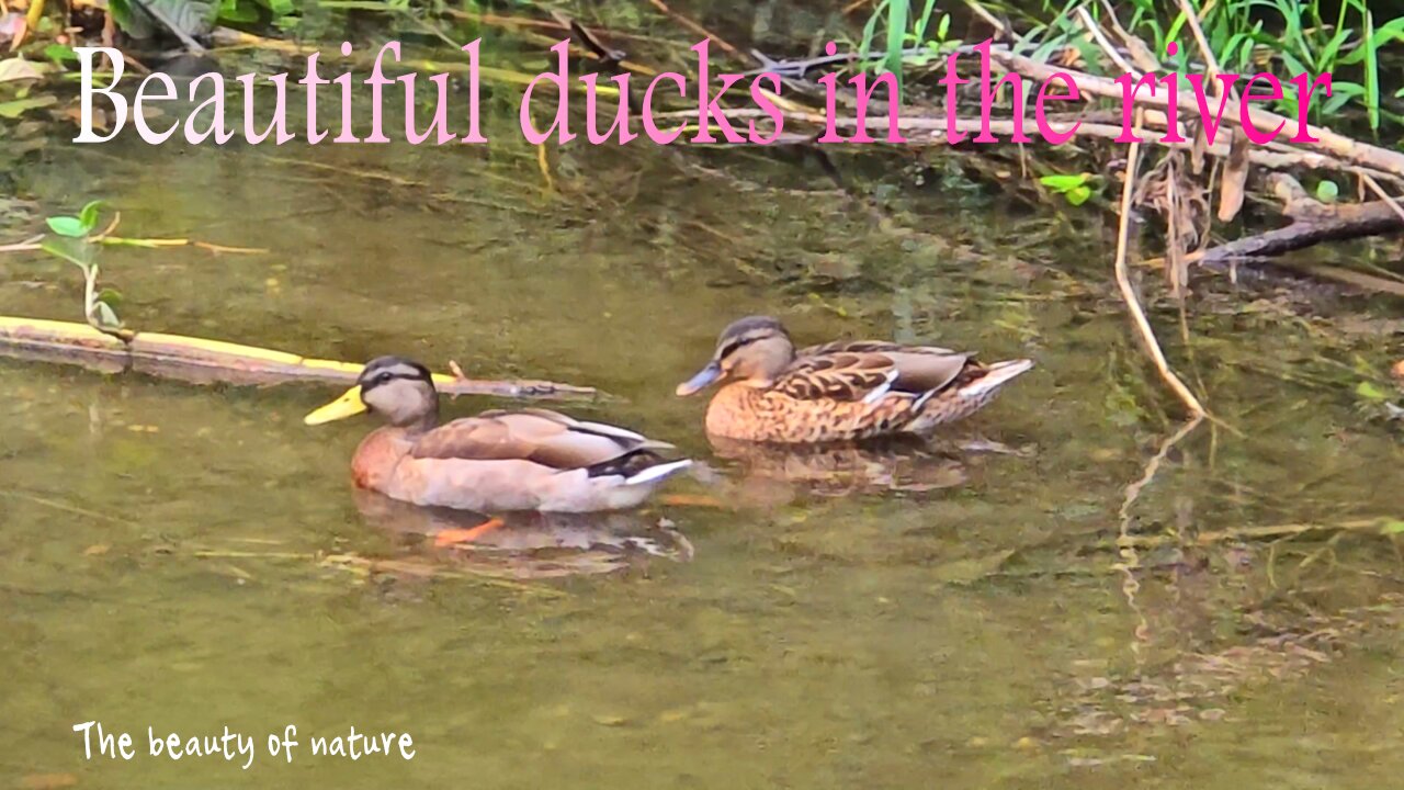 Beautiful ducks on the river / Beautiful water birds in clear water.