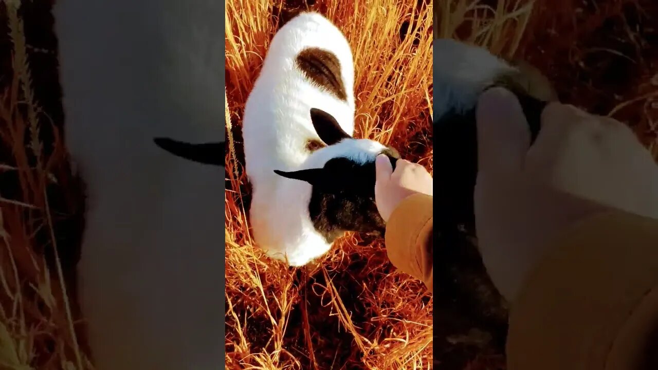 Morning on the farm with the sheep!! Farm Animals!! Homesteading 🤠🐑😃#animals #farm #cute #music