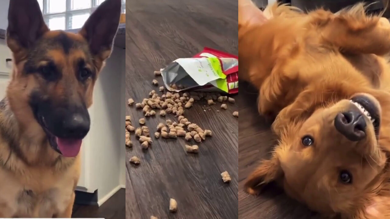 German shepherd & Golden Retriever acting as they didn't do anything