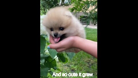 Cutest Puppy in The World (◕‿◕)