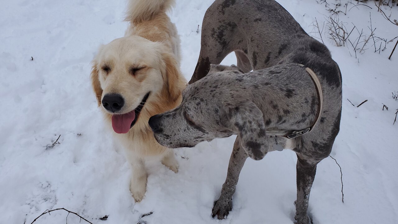 Snow Morning for the Woof Pack