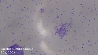 2022-10-07 Bacillus subtilis sample