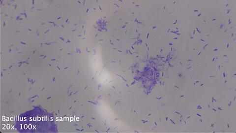 2022-10-07 Bacillus subtilis sample