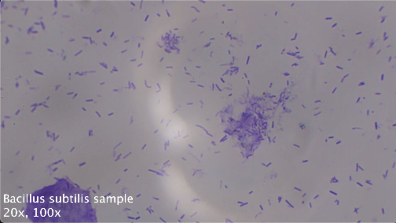 2022-10-07 Bacillus subtilis sample