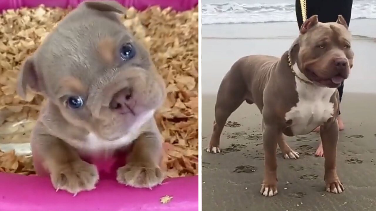 Cut pitbull dogs funny moments.